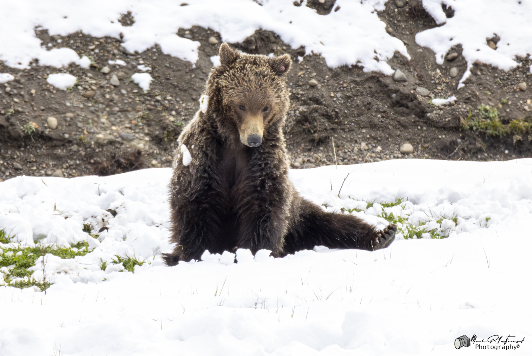 Grizzly Quill (G288), Yellowstone National Park